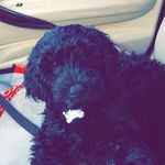 Lola Murray - @lola_murraydoodle - Instagram