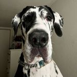 Lola Murray - @lolamurraythegreatdane - Instagram