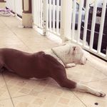 Lola - @lolapollard2018 - Instagram