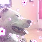 Lola pollard - @lolapollard4598 - Instagram