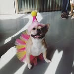 Lola & Porter - @lola_and_porter - Instagram