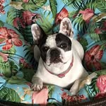 Lola Porter - @lola_porter_ - Instagram