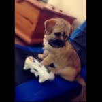 Lola Porter🐶💜 - @lola_the_care_tzu - Instagram