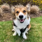 Lola Porter-Pastrana - @lolas.furrytail - Instagram