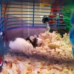 Lola Jessie Quick - @lolajessiequi - Instagram