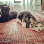 Misi Lola Quicky - @misilolaquicky - Instagram