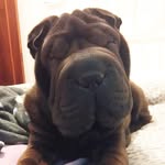 Lola & Thunder - @lola_sharpei_thunder_mixbreton - Instagram