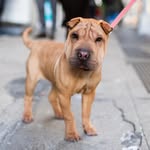 LOLA - @lola.thesharpei - Instagram