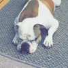 Lola Sharp - @lol.rose2008 - TikTok