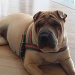 Lola Sharpei - @lolasharpeijlle - Instagram