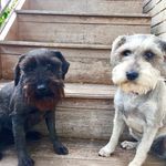 Rousey & Lola & six - @petsbygrace - Instagram
