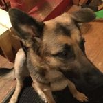 Lola Sutherland - @lola_the_cute_shepard - Instagram