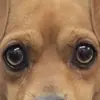 Lola Sutherland - @lola.sutherland7 - TikTok