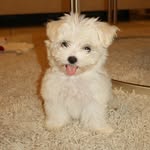 LOLA TRAN 🐶🐾 - @lucksforlola - Instagram