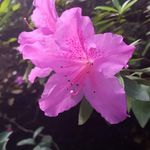 Lola Wall - @lolawall49 - Instagram