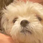 THE lola wall the dog - @lolawall213 - Instagram