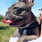 ♥ Lola 🐾 💗 - @lolawebb_thefrenchie - Instagram