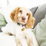 L O L A - @lolawebbspaniel - Instagram
