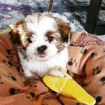 Lola Webb - @lola_webb_lhasa_apso - Instagram
