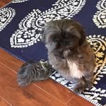 Lola Webb 🐶 - @_lolawebb - Instagram