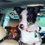 Lola And Wiley - @lola_the_spotted_devil - Instagram