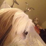 Lola The Dog - @lolawiley - Instagram