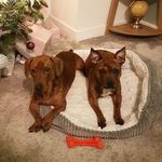 Wiley and Lola - @thelifeofwileyandlola - Instagram
