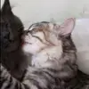 Lola - @lolawilhelm1 - TikTok