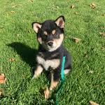 Lola Wilhelmina deRuiter - @lolawilhelminatheshibainu - Instagram