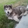 Lola_Wolf_Lover - @i_love_wolfs_and_dogs - TikTok