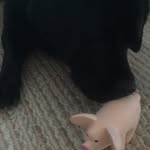 Lola - @worth_every_penny_lola - Instagram