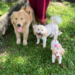 Loli Luna Ragnar 🐶🐶🐶 - @loli.luna.ragnar - Instagram