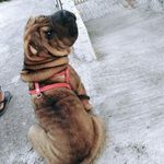 Lolita - @lolita_shar_pei - Instagram