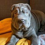 Lolita - @lolita_sharpei - Instagram