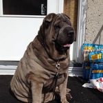 lolitathesharpei - @lolitathesharpei - Instagram