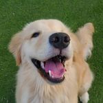 Lotus (LoLo) Lee Nelson - @lolo_lovelygoldenretriever - Instagram