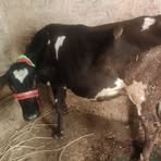 Lone Dairy Cow Form - Facebook