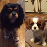 London & Bailey the Cavaliers - @londonbaileythecavs - Instagram