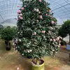 long zhang - @long.zhang10 - TikTok