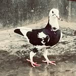 Indrapuri Loni King 14 - @najim_baadshah14 - Instagram