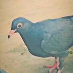 @loni__king__kabootar__ - Instagram