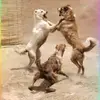Loni King - @loni.king - TikTok