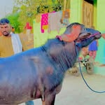 MP.68.heoll.ki..takkar💥 - @raja_bolte__loni__68__king____ - Instagram