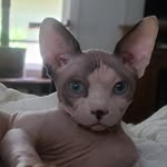 Lonnie Compton - @lonsbgcats - Instagram