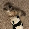Rubie - @amielonniegardner - TikTok