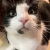 Shane Thompson - @alonzo.thompson1 - TikTok