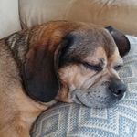 Bubba (Lora Bartlett) - @bubbathel0v3bug - Instagram