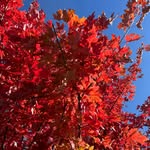 Lori Biggs Williams - @law2438 - Instagram