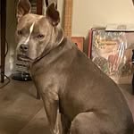 Lori Penn Biggs - @stevie_nix_the_staffy - Instagram