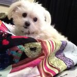 Lora Bishop - @lora.bishop.50 - Instagram
